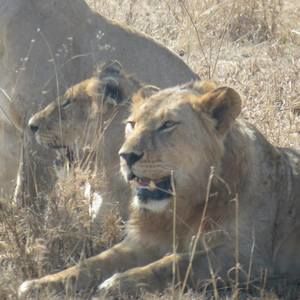 Meet your Posher, Anne